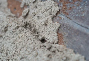 Termite Inspection